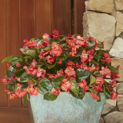 Proven Winners Direct Surefire Red Begonia