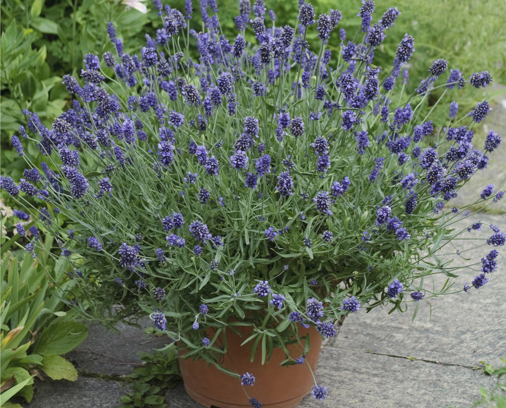 Proven Winners Direct Decadence 'Sparkling Sapphires' False Indigo (Baptisia)