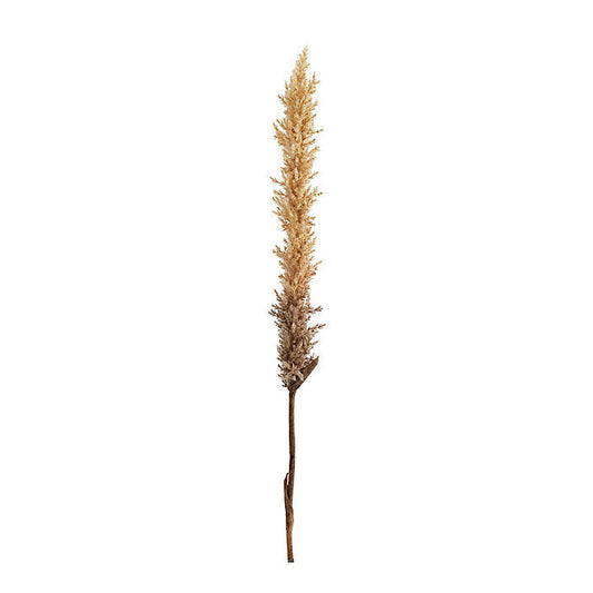 Ballard Designs Pampas Grass Stem