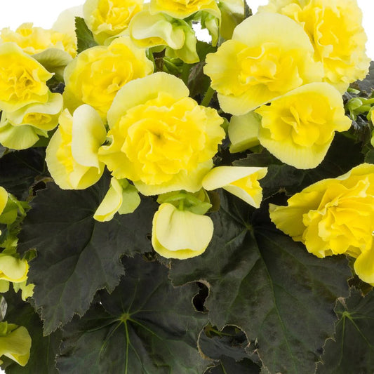 Proven Winners Direct Solenia Yellow (Begonia) - New Proven Winners Variety 2024