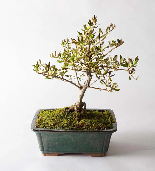 VivaTerra Olive Bonsai Tree