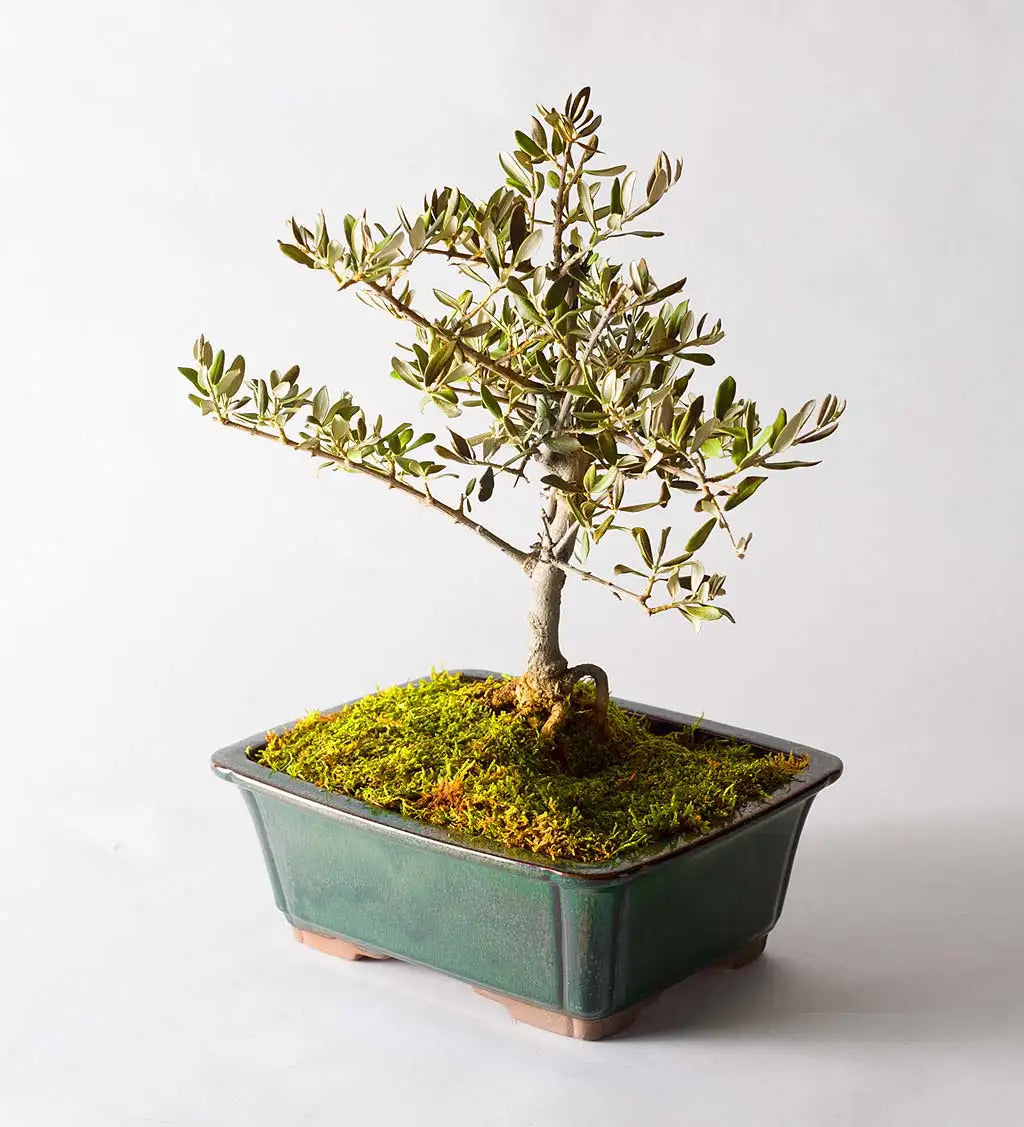 VivaTerra Olive Bonsai Tree