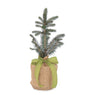 VivaTerra Live Potted Evergreen Trees in Burlap Gift Bag