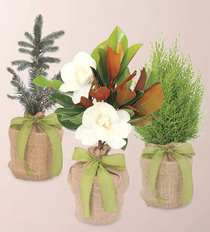 VivaTerra Live Potted Evergreen Trees in Burlap Gift Bag