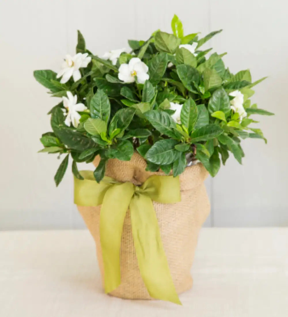 VivaTerra Live Potted Gardenia Plant in Burlap Gift Bag