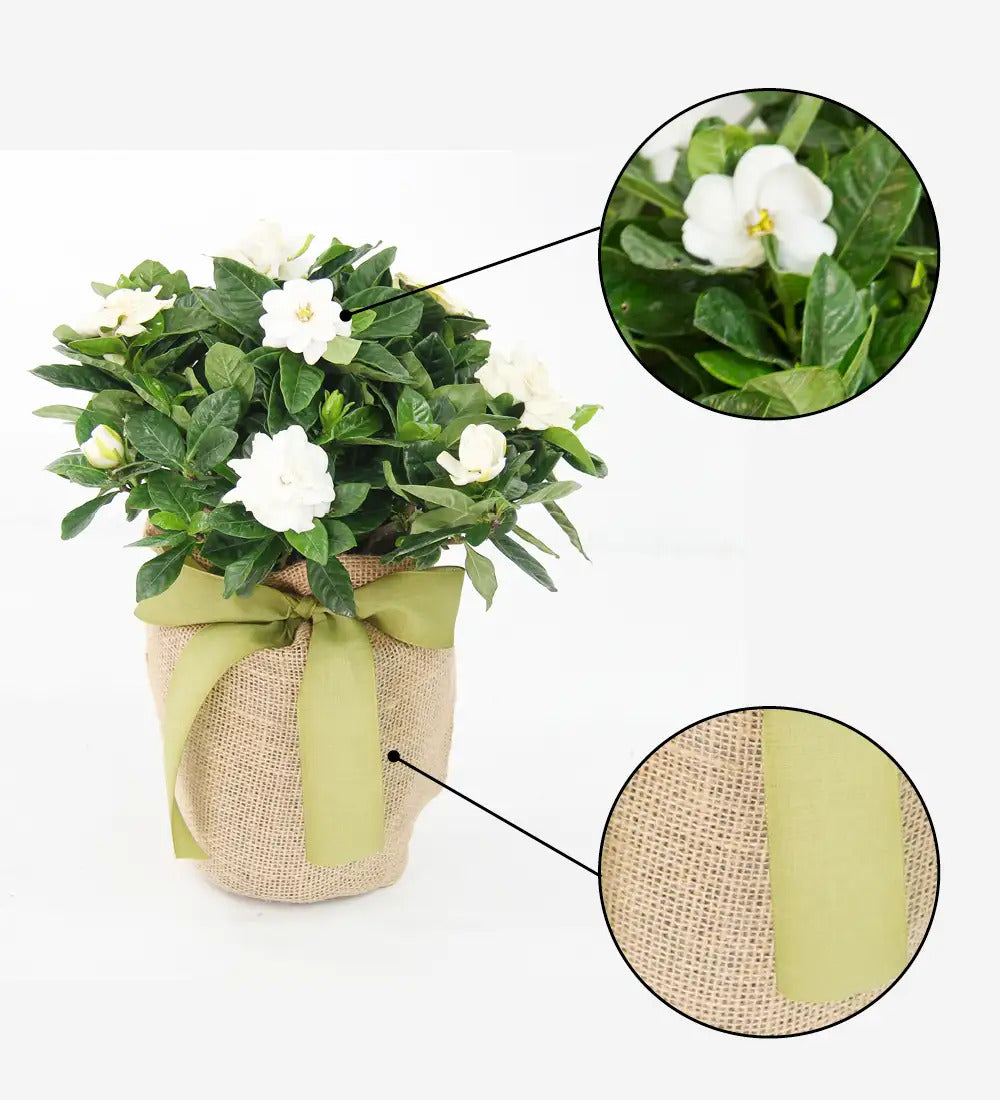 VivaTerra Live Potted Gardenia Plant in Burlap Gift Bag