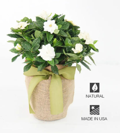 VivaTerra Live Potted Gardenia Plant in Burlap Gift Bag