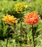 VivaTerra Ceramic Garden Flower Stakes, Set of 3