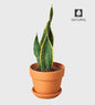 VivaTerra Potted Laurentii Snake Plant - Terracotta