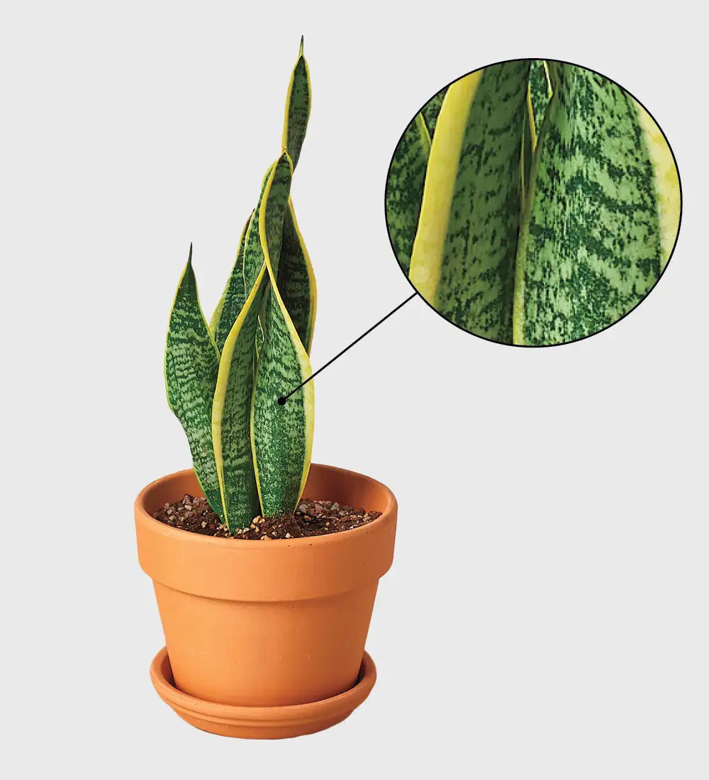 VivaTerra Potted Laurentii Snake Plant - Terracotta