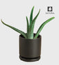 VivaTerra Potted Aloe Vera Plant - Black