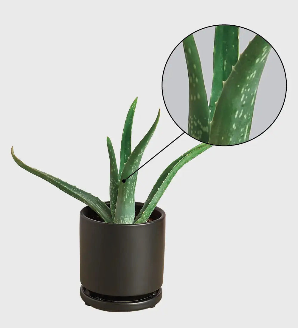 VivaTerra Potted Aloe Vera Plant - Black