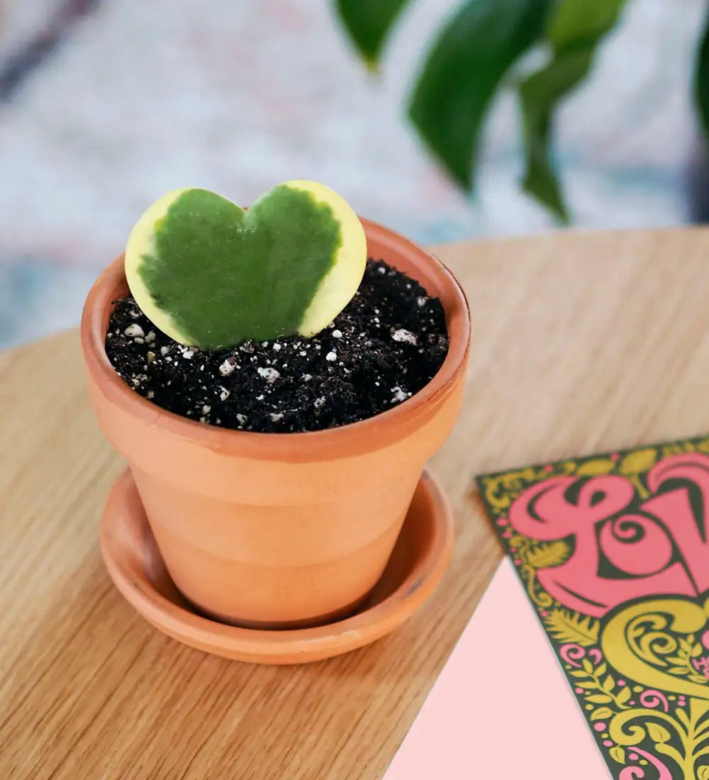 VivaTerra Potted Hoya Heart Plant - Terracotta