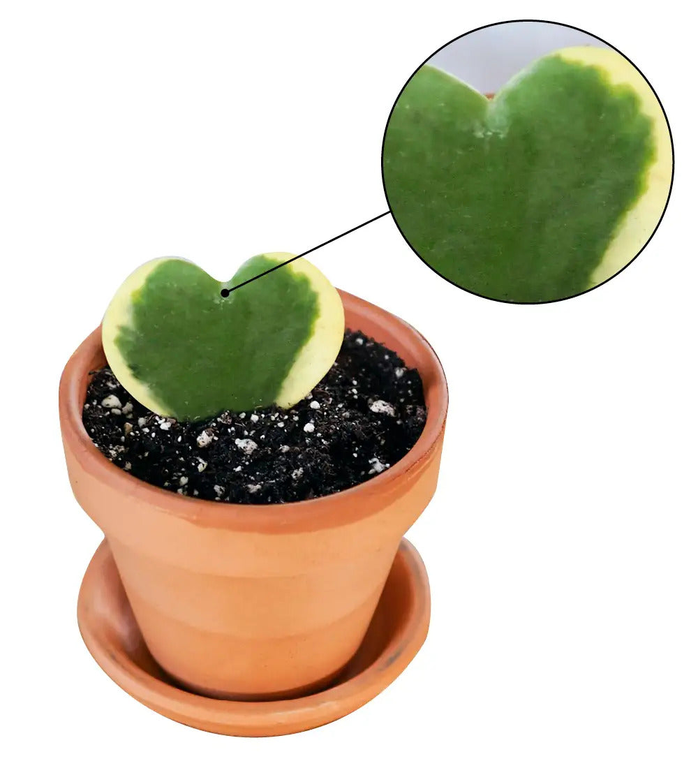 VivaTerra Potted Hoya Heart Plant - Terracotta