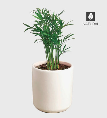 VivaTerra Potted Parlor Palm Plant - White