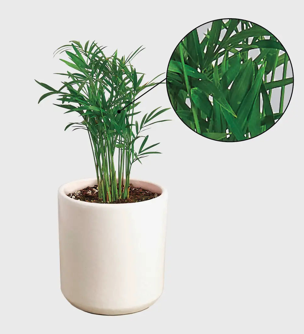 VivaTerra Potted Parlor Palm Plant - White