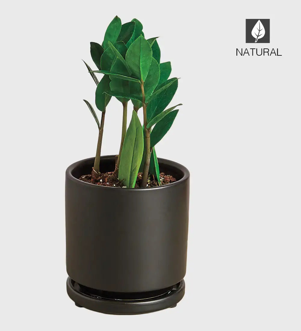 VivaTerra Potted ZZ Plant - Black