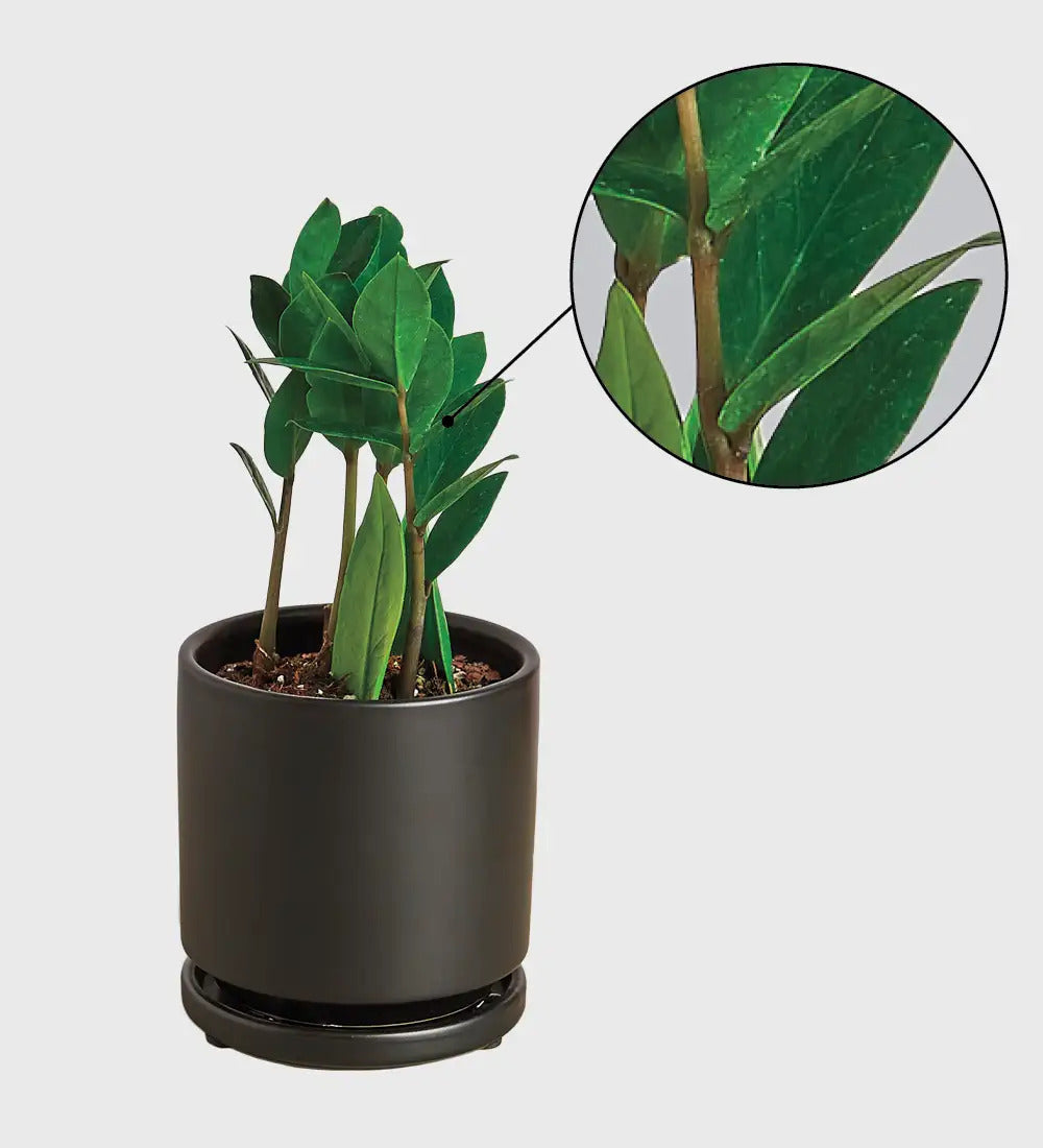 VivaTerra Potted ZZ Plant - Black