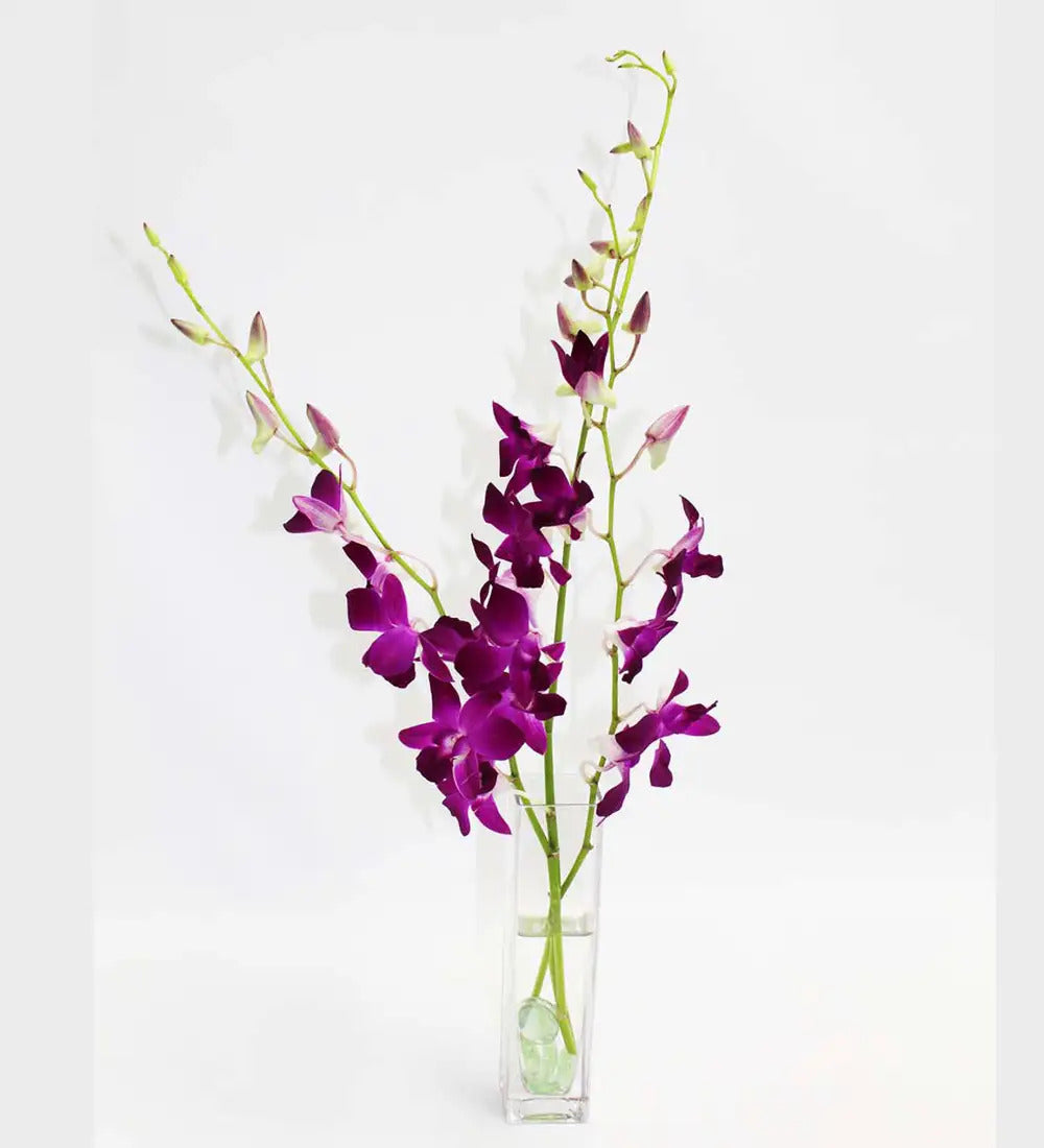 VivaTerra Fresh Cut Small Orchid Bunch in Glass Vase