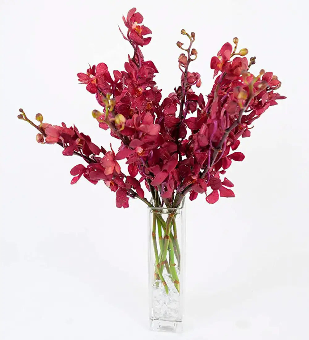 VivaTerra Large Orchid Bunch in Glass Vase