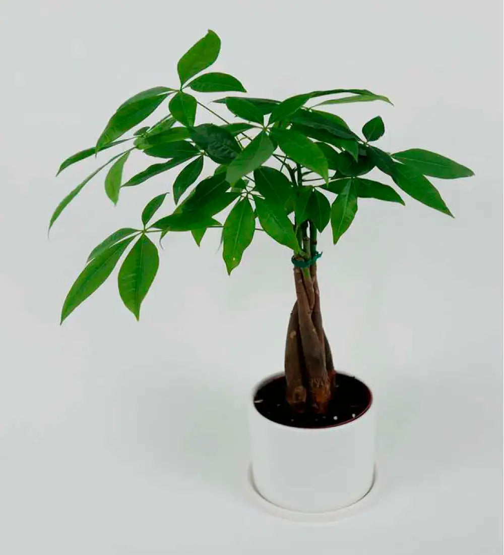 VivaTerra Money Tree Plant in White Ceramic Planter