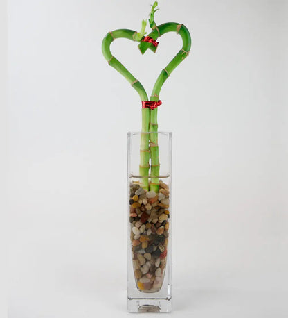 VivaTerra Bamboo Heart in Glass Vase