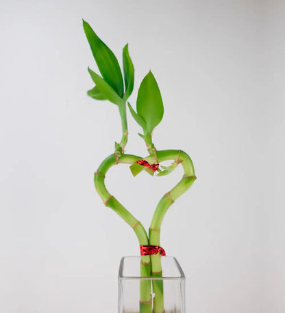 VivaTerra Bamboo Heart in Glass Vase