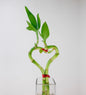 VivaTerra Bamboo Heart in Glass Vase