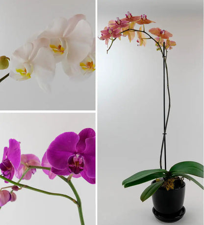 VivaTerra Live Phalaenopsis Orchid Plant in Black Planter