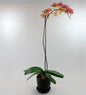 VivaTerra Live Phalaenopsis Orchid Plant in Black Planter