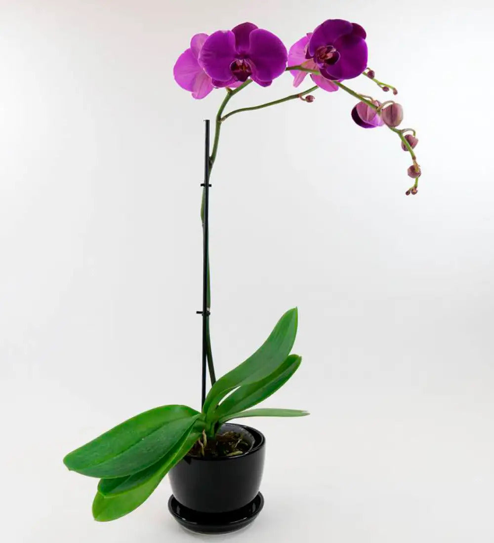 VivaTerra Live Phalaenopsis Orchid Plant in Black Planter