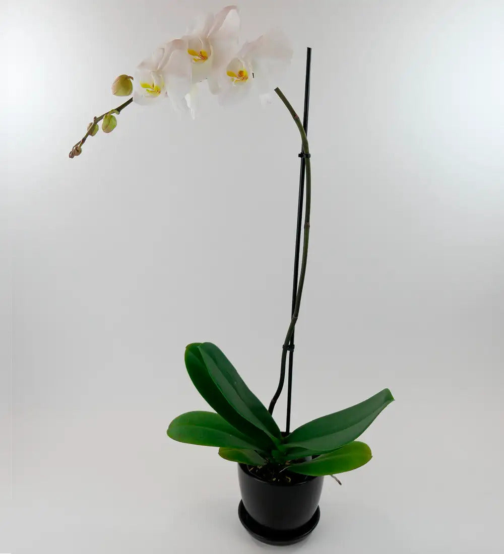 VivaTerra Live Phalaenopsis Orchid Plant in Black Planter