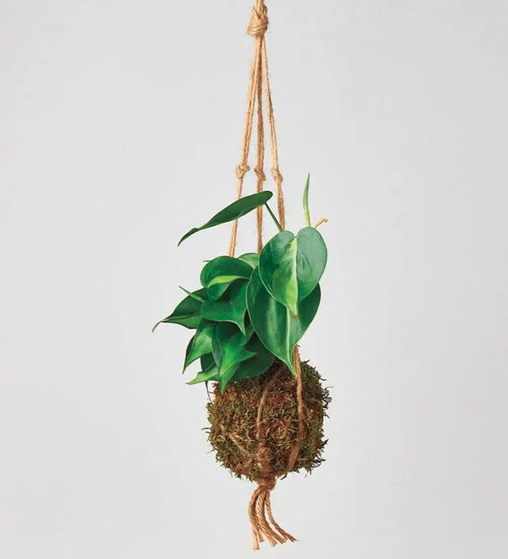 VivaTerra Philodendron 'Brasil' Kokedama Moss Ball Hanging Plant