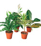 VivaTerra Air Purifying Potted Plant Variety, Set of 4