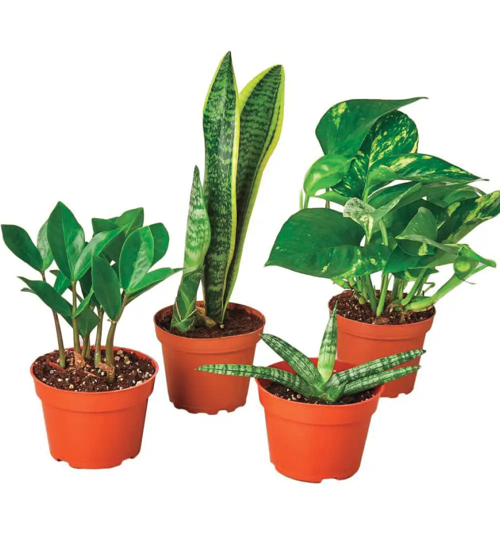 VivaTerra Easy-care Potted Plant Variety, Set of 4