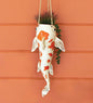 VivaTerra Ceramic Koi Fish Planter Collection