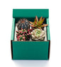 VivaTerra Succulent Variety Bundle, Set of 4