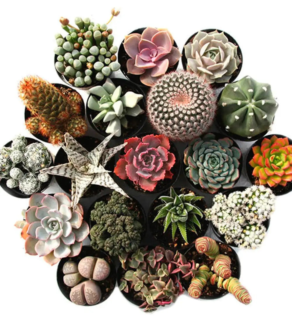 VivaTerra Succulent Variety Bundle, Set of 4