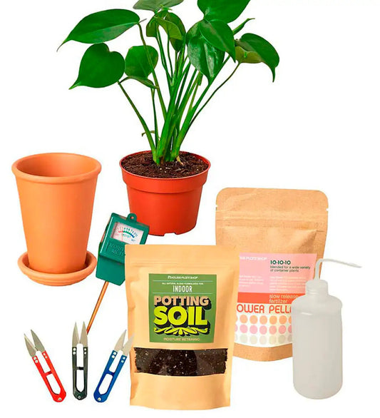 VivaTerra All-in-One New Plant Parent Kit