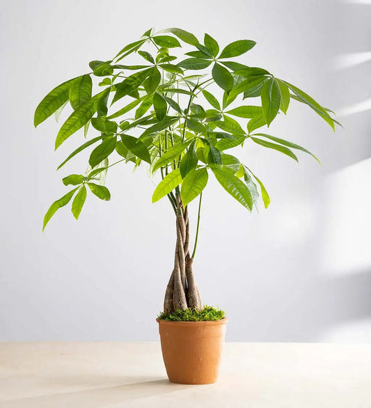 VivaTerra Live Money Tree Plant