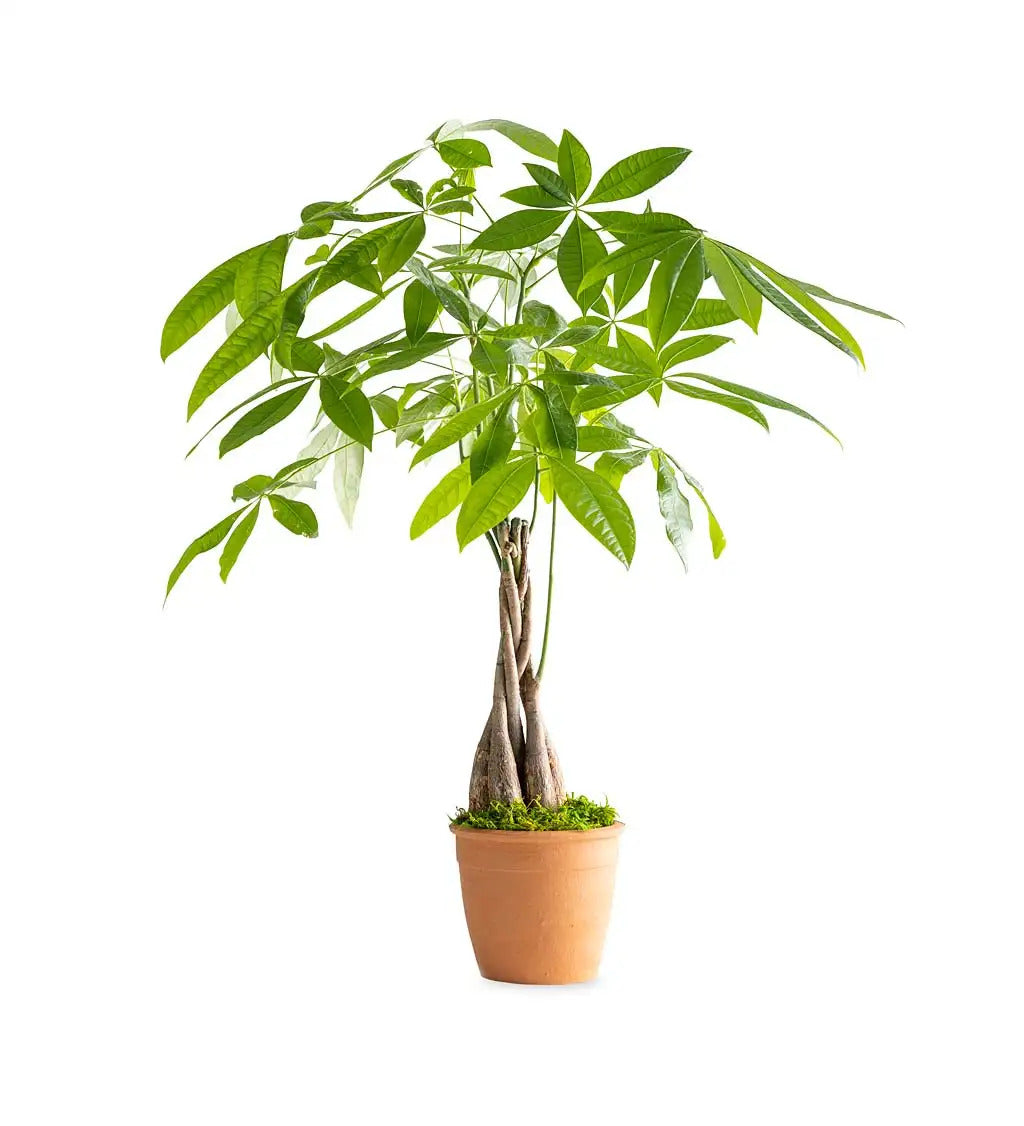 VivaTerra Live Money Tree Plant