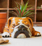 VivaTerra Ceramic Bulldog Planter