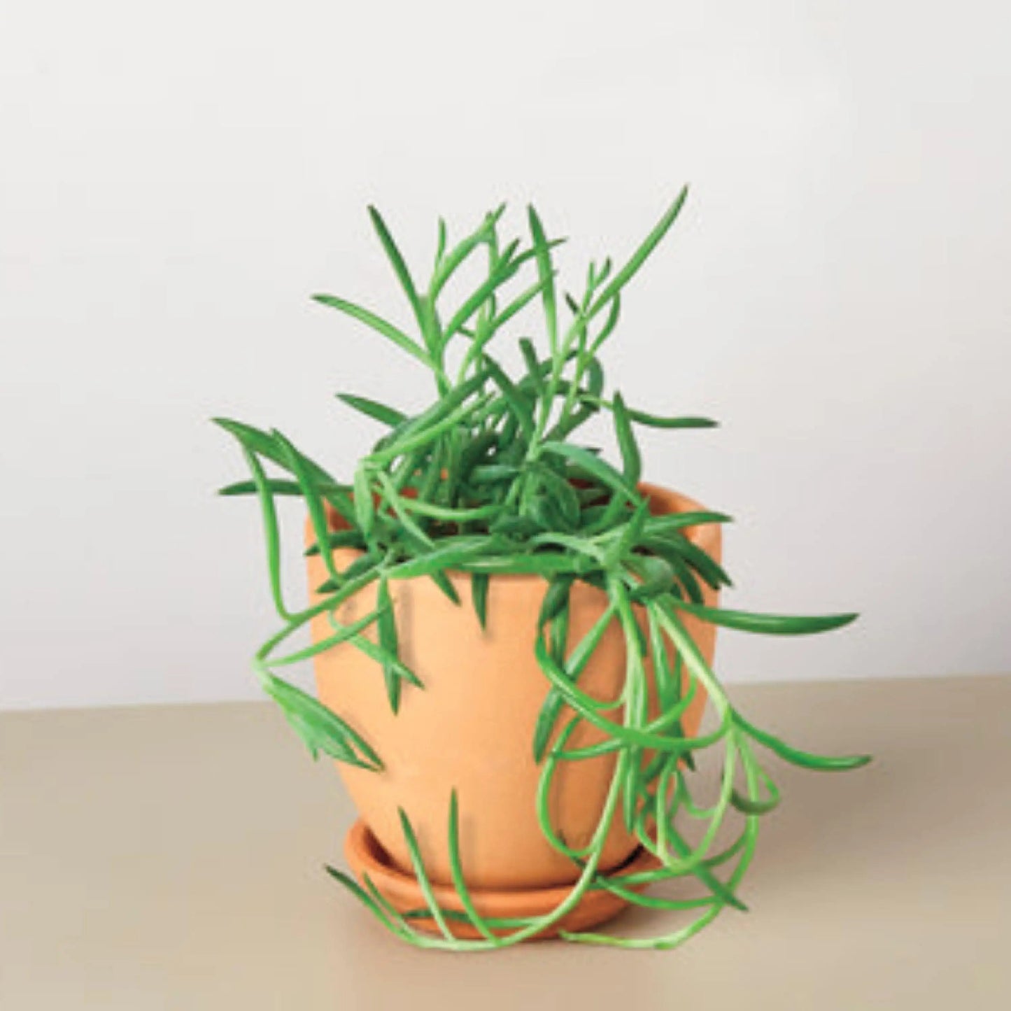 VivaTerra Live Fishhook Succulent, 4" Pot