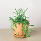 VivaTerra Live Fishhook Succulent, 4" Pot