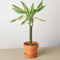 VivaTerra Potted Dracaena Sted Sol Cane, 4" Pot