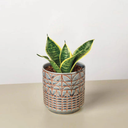 VivaTerra Live Snake Plant 'Laurentii Dwarf', 4" Pot