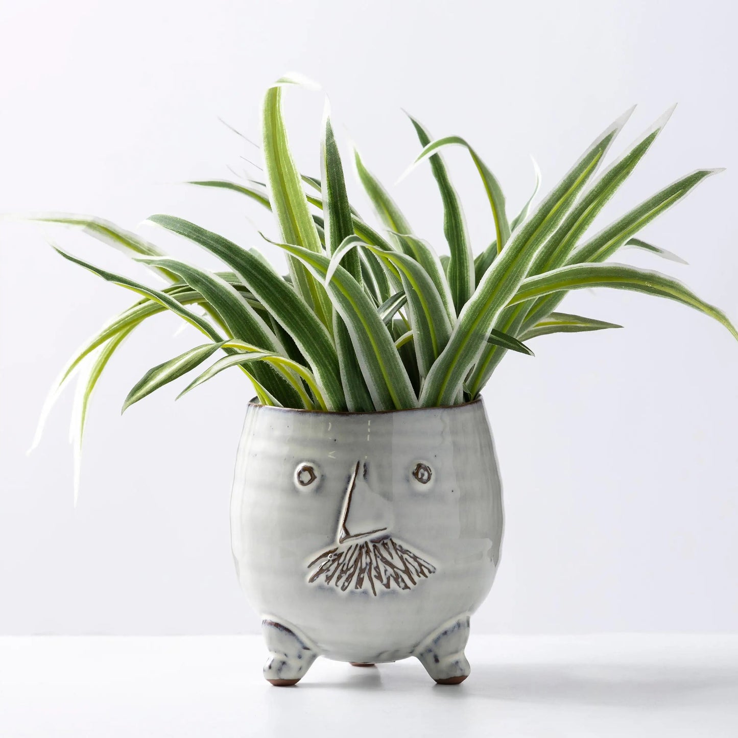 VivaTerra Mr. Pot with Spider Plant