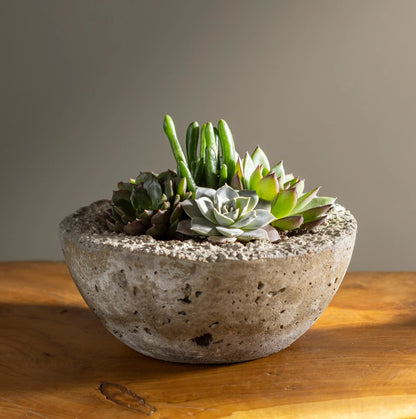 VivaTerra Live Small Succulent Bowl