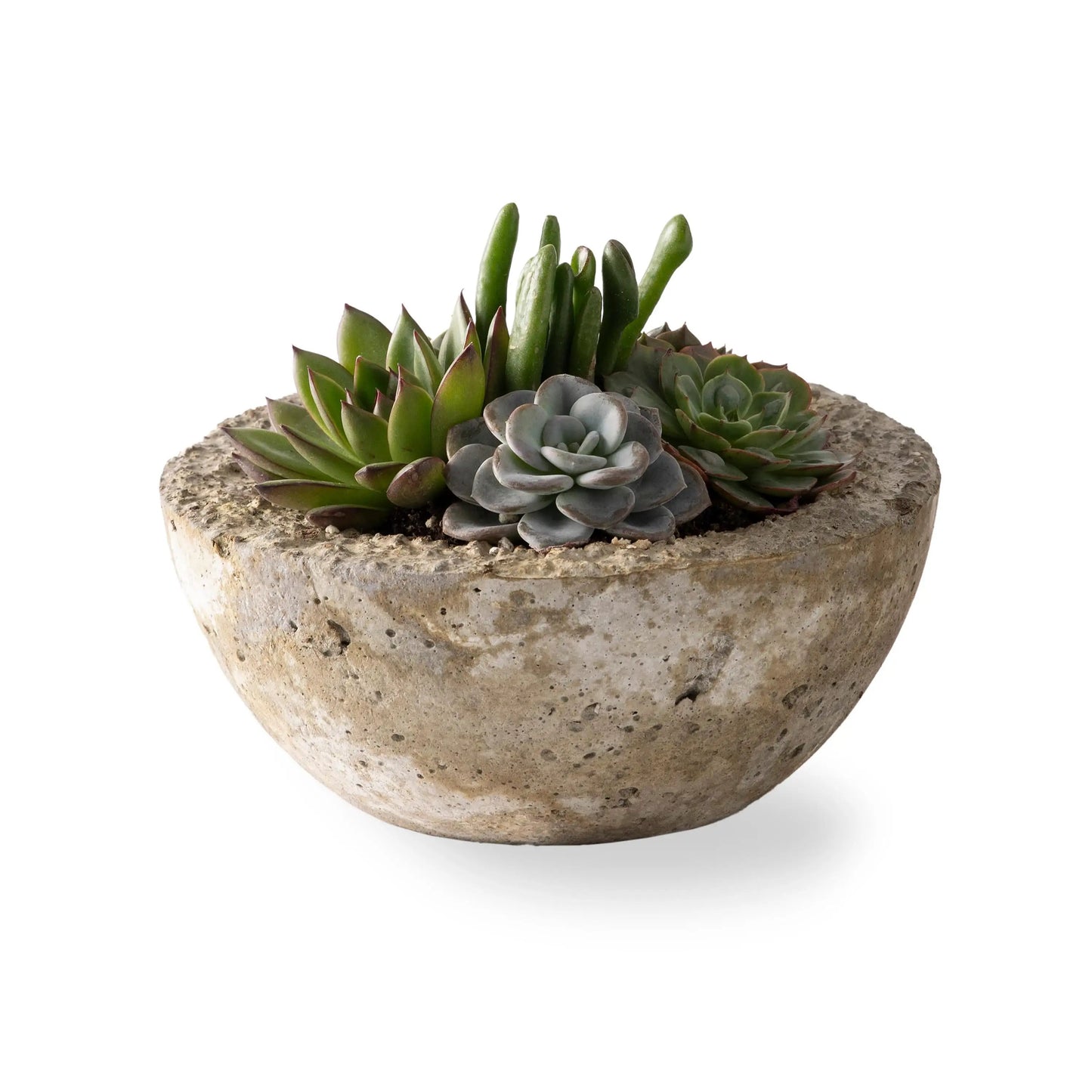 VivaTerra Live Small Succulent Bowl