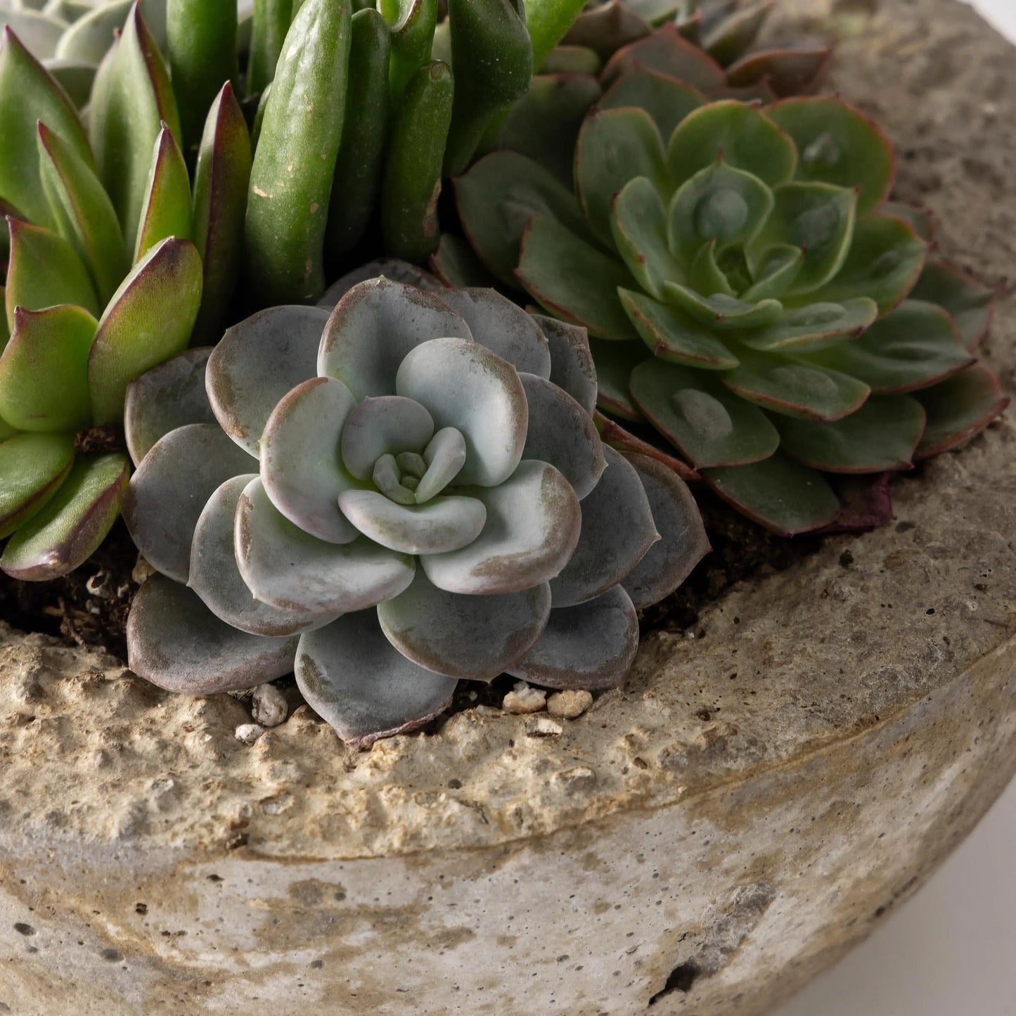 VivaTerra Live Small Succulent Bowl